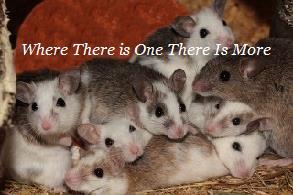 Houston Texas Rodent Removal | Remove Animals | Home | Business | Exterminator | Service | Company | Removes | Rodents | Problem | Scratching | Walls | Attic | Rats | Mice